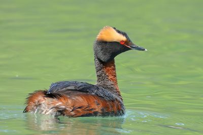 Horned Grebe