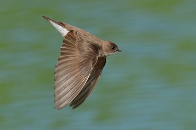 Northern Rough-winged Swallow