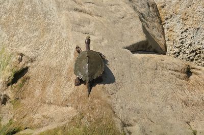 Ouachita Map Turtle