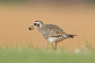 American Golden-Plover