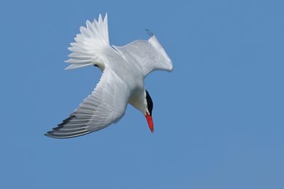 Caspian Tern