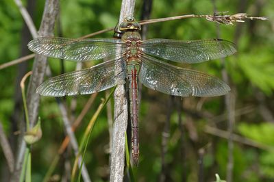Common Green Darner