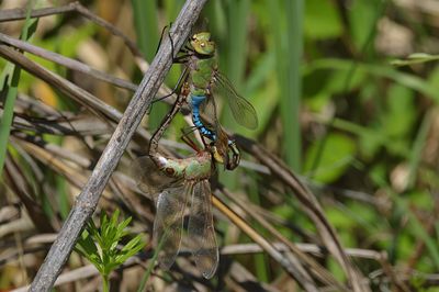 Common Green Darner