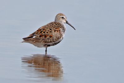 Dunlin