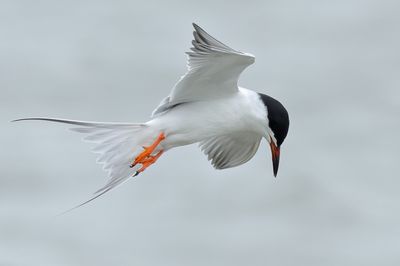 Forster's Tern
