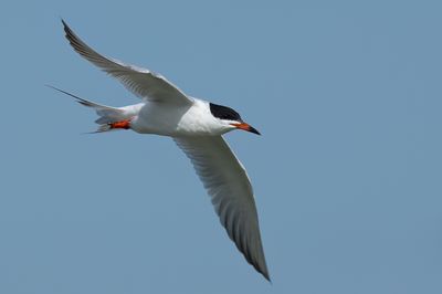 Forster's Tern