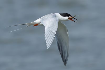 Forster's Tern