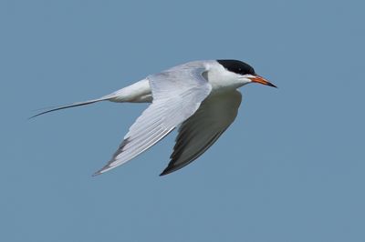 Forster's Tern