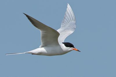 Forster's Tern