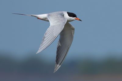 Forster's Tern