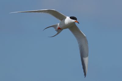 Forster's Tern
