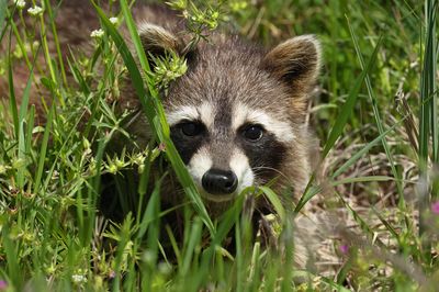 Raccoon