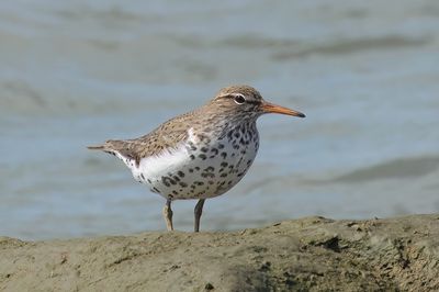 Spottd Sandpiper