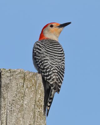 Red-bellied Woodpecker