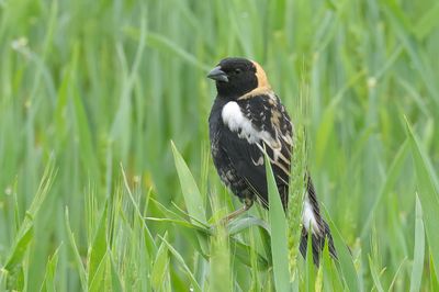 Bobolink