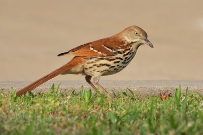 Brown Thrasher