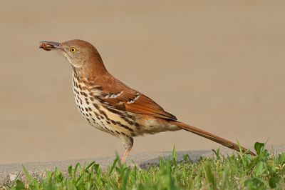 Brown Thrasher