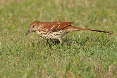 Brown Thrasher