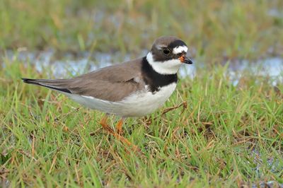 Semipalmated Plover