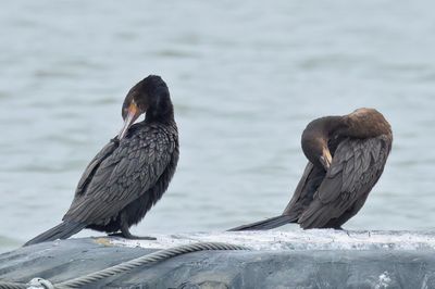 Neotropic Cormorant