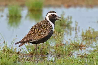 American Golden-Plover