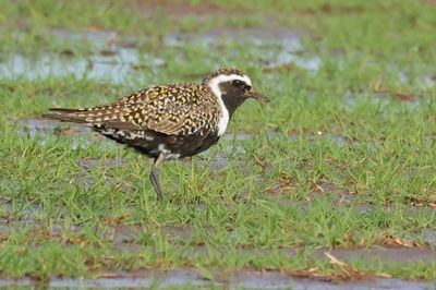 American Golden-Plover