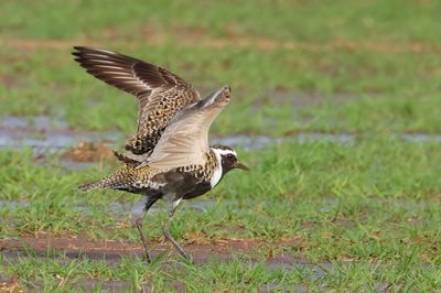 American Golden-Plover