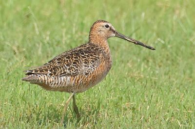 Long-billed Dowitcher