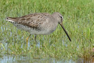 Long-billed Dowitcher