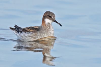 Red-necked Phalarope