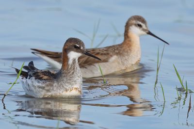 Red-necked Phalarope