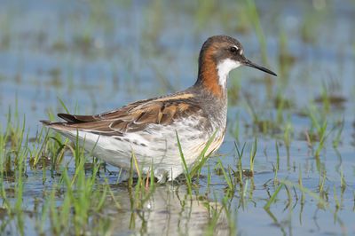 Red-necked Phalarope