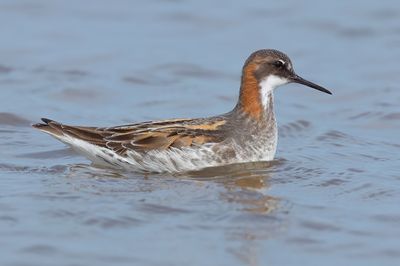 Red-necked Phalarope