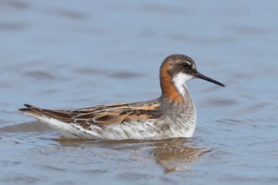 Red-necked Phalarope