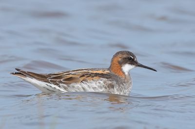 Red-necked Phalarope