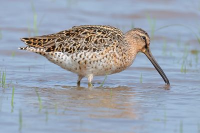 Short-billed Dowitcher