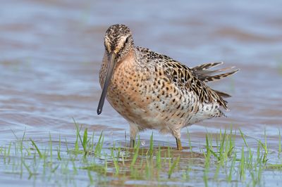 Short-billed Dowitcher