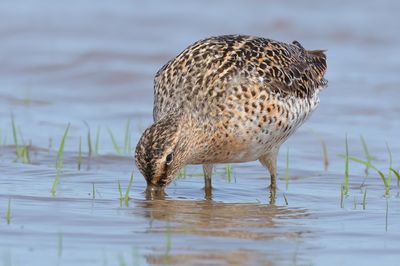 Short-billed Dowitcher