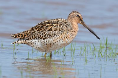 Short-billed Dowitcher