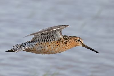 Short-billed Dowitcher