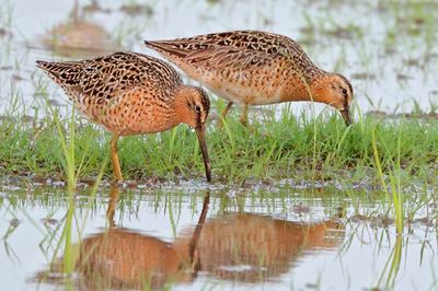 Short-billed Dowitcher