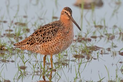 Short-billed Dowitcher