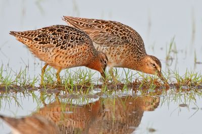 Short-billed Dowitcher