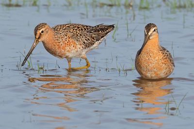 Short-billed Dowitcher