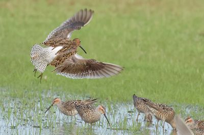 Short-billed Dowitcher