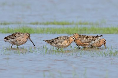 Short-billed Dowitcher