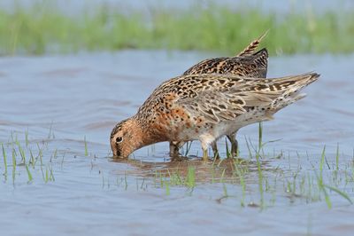 Short-billed Dowitcher