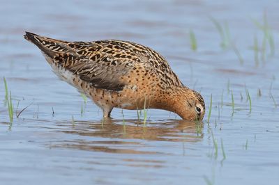 Short-billed Dowitcher