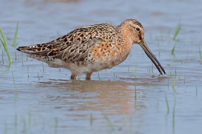 Short-billed Dowitcher