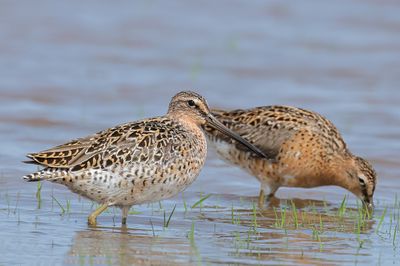 Short-billed Dowitcher